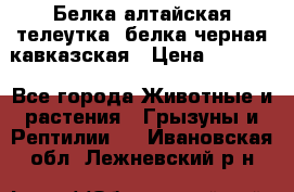 Белка алтайская телеутка, белка черная кавказская › Цена ­ 5 000 - Все города Животные и растения » Грызуны и Рептилии   . Ивановская обл.,Лежневский р-н